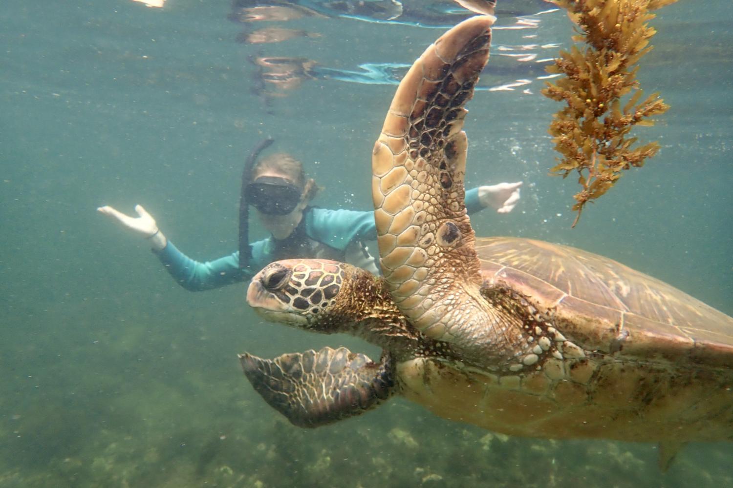 一名<a href='http://82.lzbcy.net'>全球十大赌钱排行app</a>学生在Galápagos群岛游学途中与一只巨龟游泳.